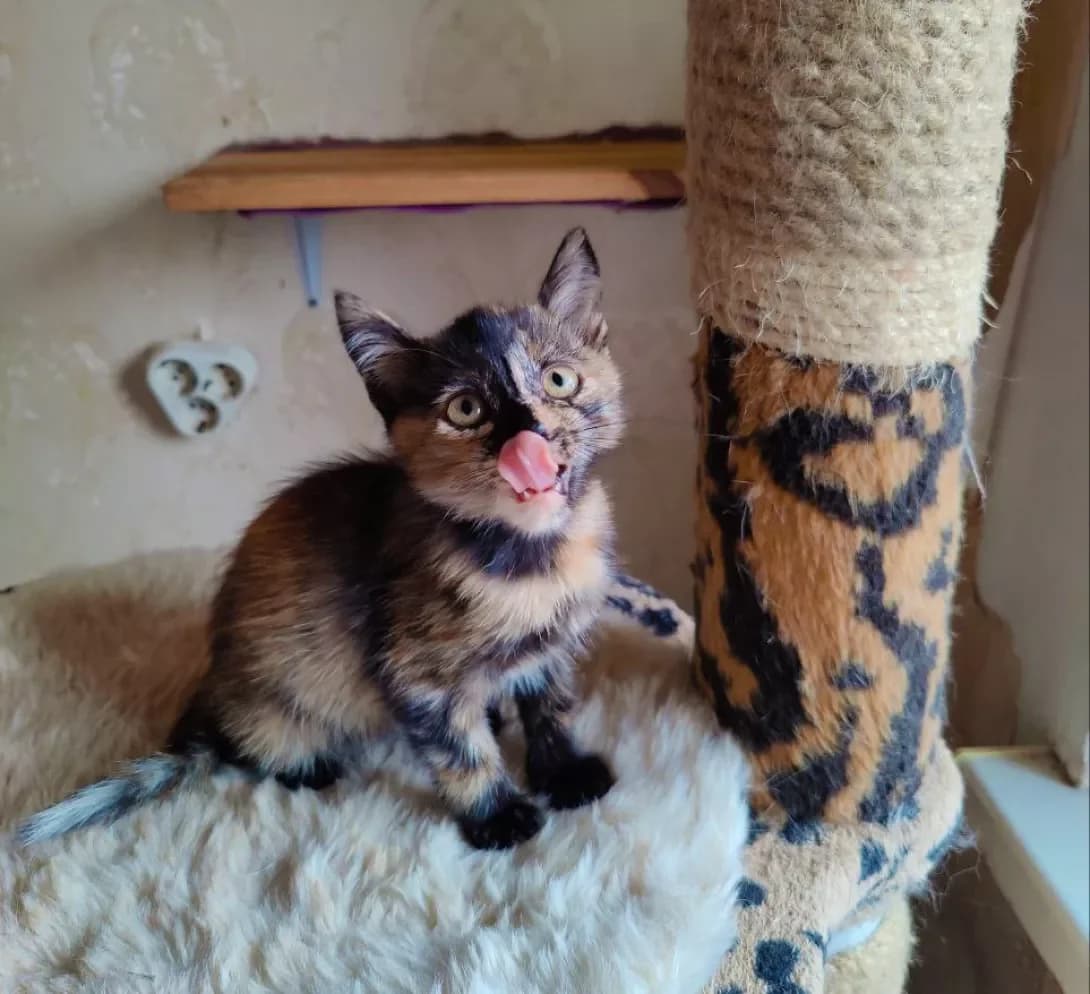 Masya (Мася), female young Mixed Breed for adoption at Happy Paw Kyiv