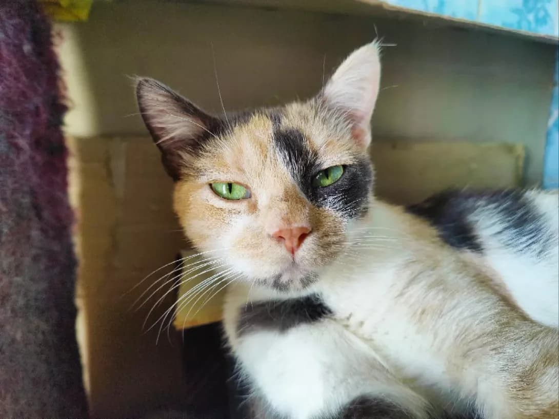 Triksi (Тріксі), female 3yo Mixed Breed for adoption at Happy Paw Kyiv
