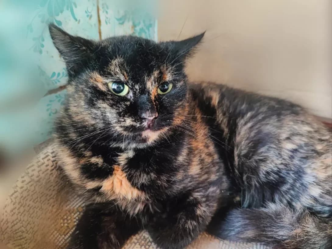 Rozaliya (Розалія), female 3yo Mixed Breed for adoption at Happy Paw Kyiv