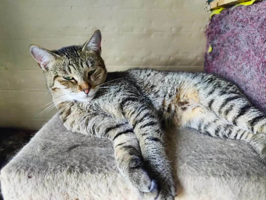 Tsarina (Царина), female 3yo Mixed Breed for adoption at Happy Paw Kyiv
