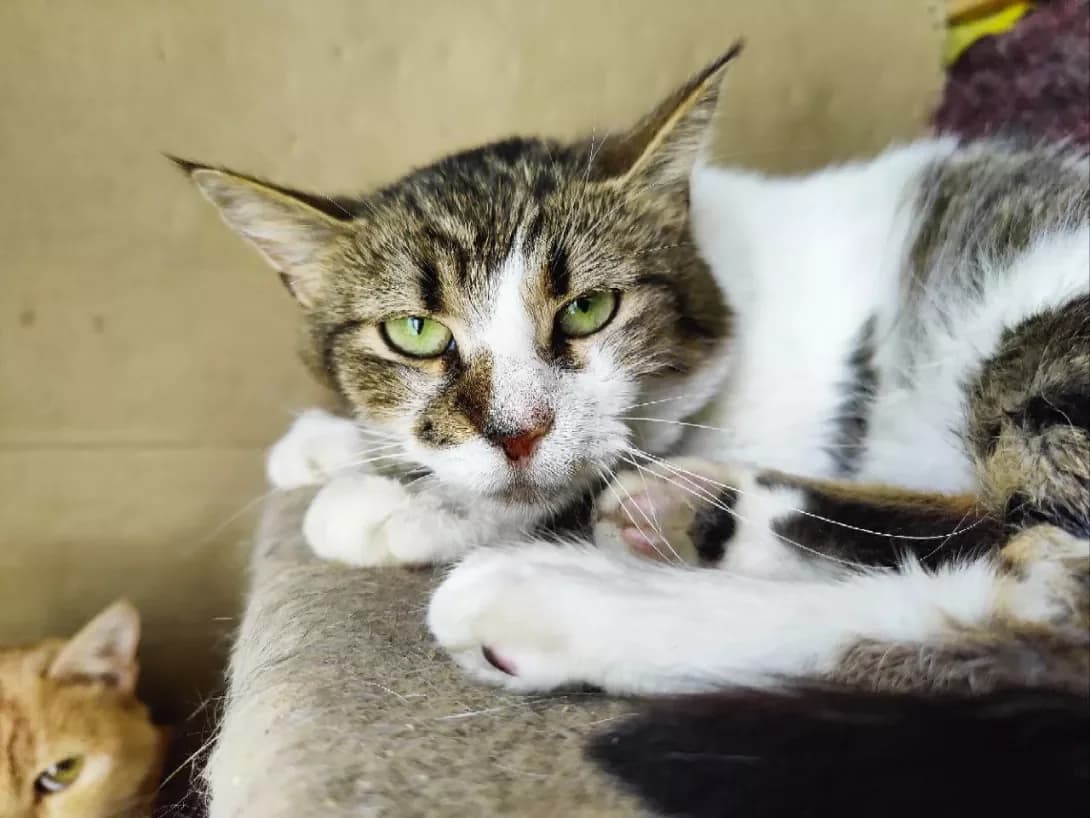 Tsvitana (Цвітана), female 3yo Mixed Breed for adoption at Happy Paw Kyiv