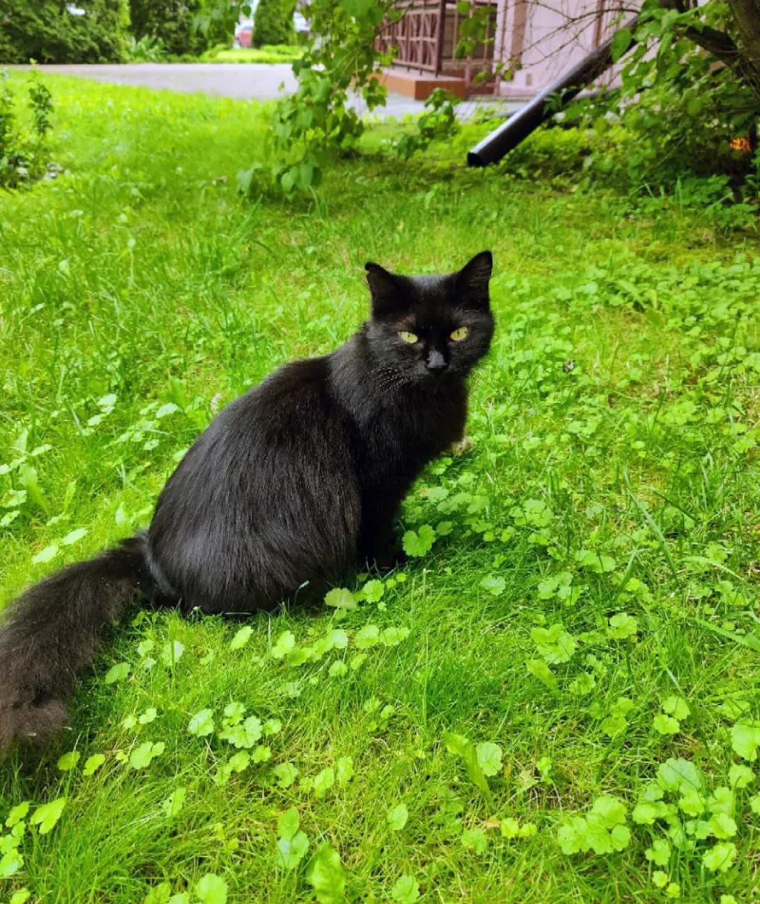 Chelsi (Челсі), female 3yo Mixed Breed for adoption at Happy Paw Kyiv