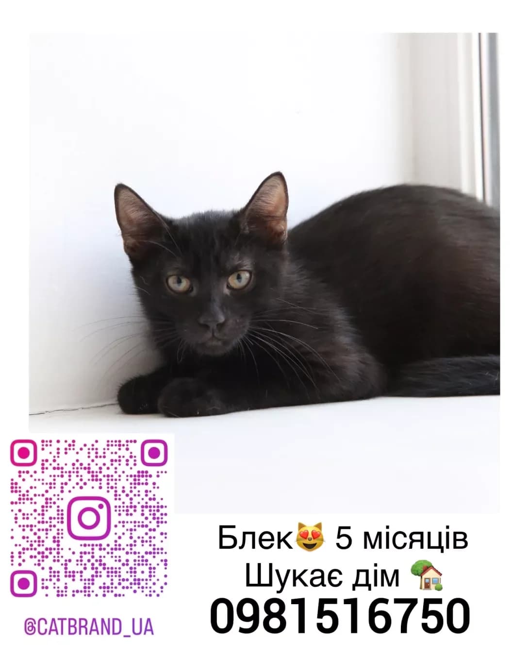 Blek (Блек), male 3yo Mixed Breed for adoption at Happy Paw Kyiv