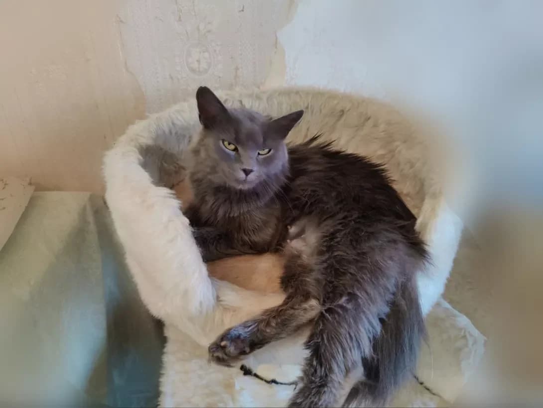 Sima (Сима), female 3yo Mixed Breed for adoption at Happy Paw Kyiv