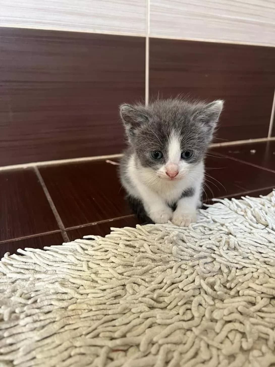 Koshenyata (Кошенята), male young Mixed Breed for adoption at Happy Paw Kyiv