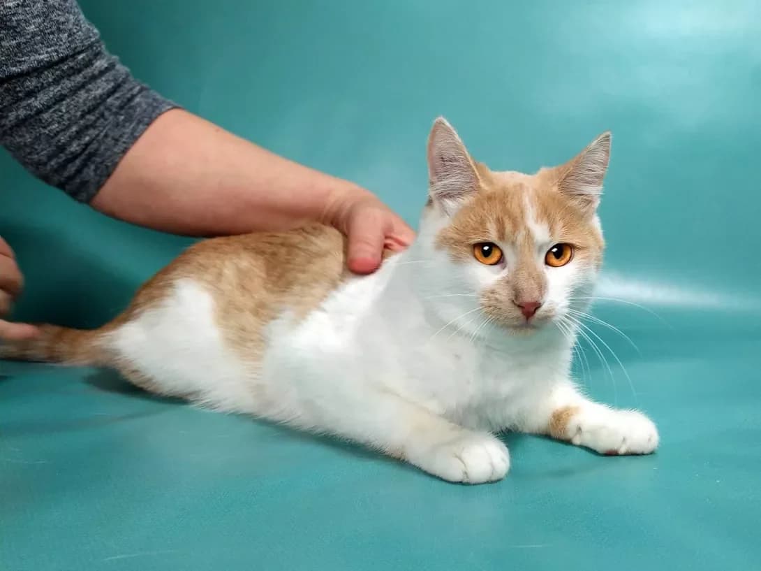 Dzhus (Джус), male 3yo Mixed Breed for adoption at Happy Paw Kyiv