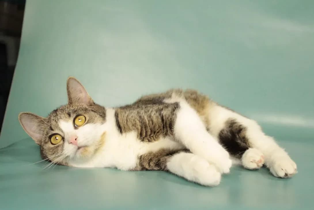 Yume (Юме), female young Mixed Breed for adoption at Happy Paw Kyiv