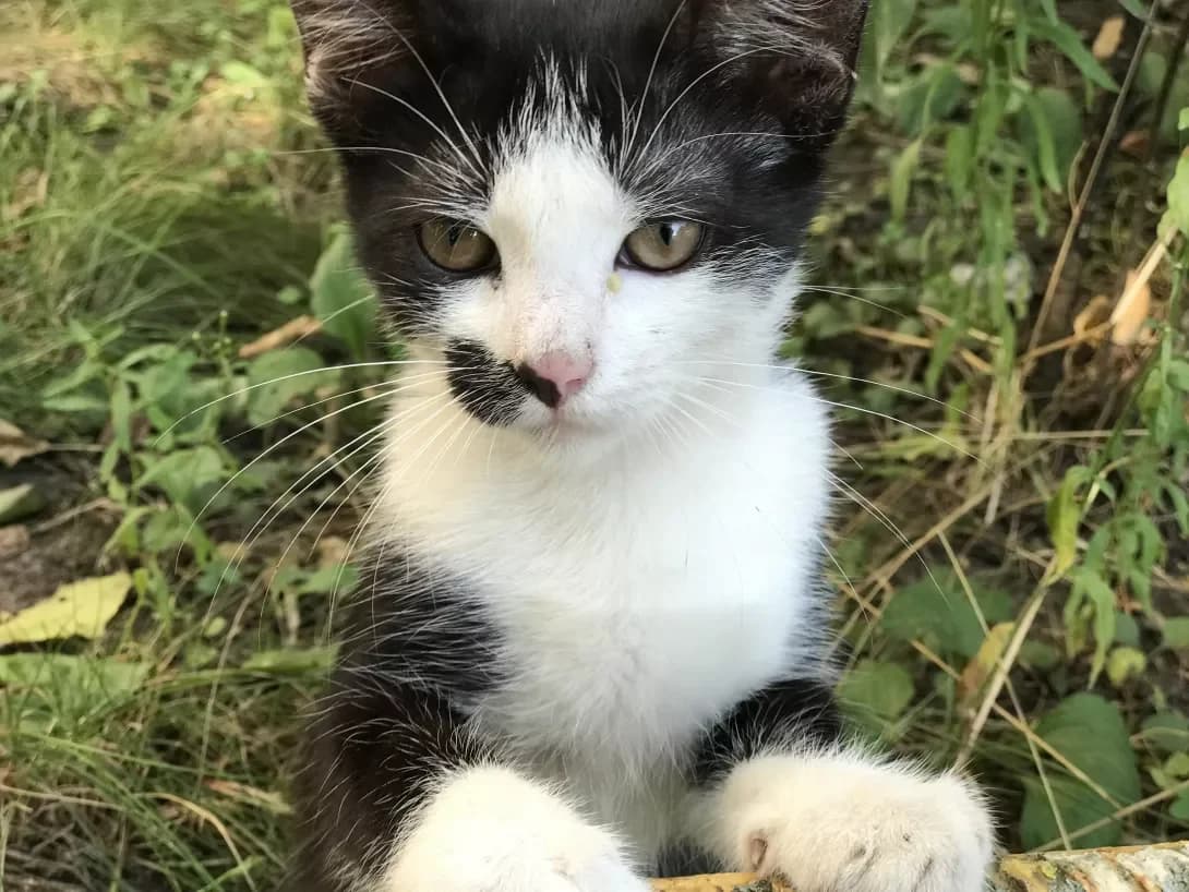 Koshenyata (Кошенята), male 3yo Mixed Breed for adoption at Happy Paw Kyiv