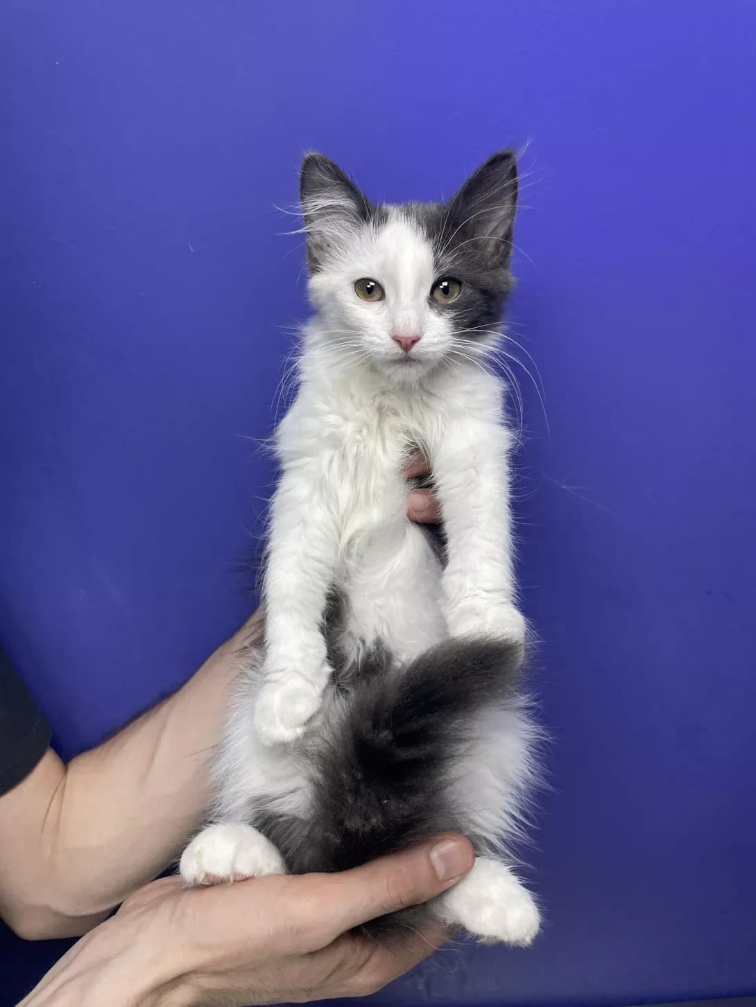 Milli (Міллі), female 3yo Mixed Breed for adoption at Happy Paw Kyiv