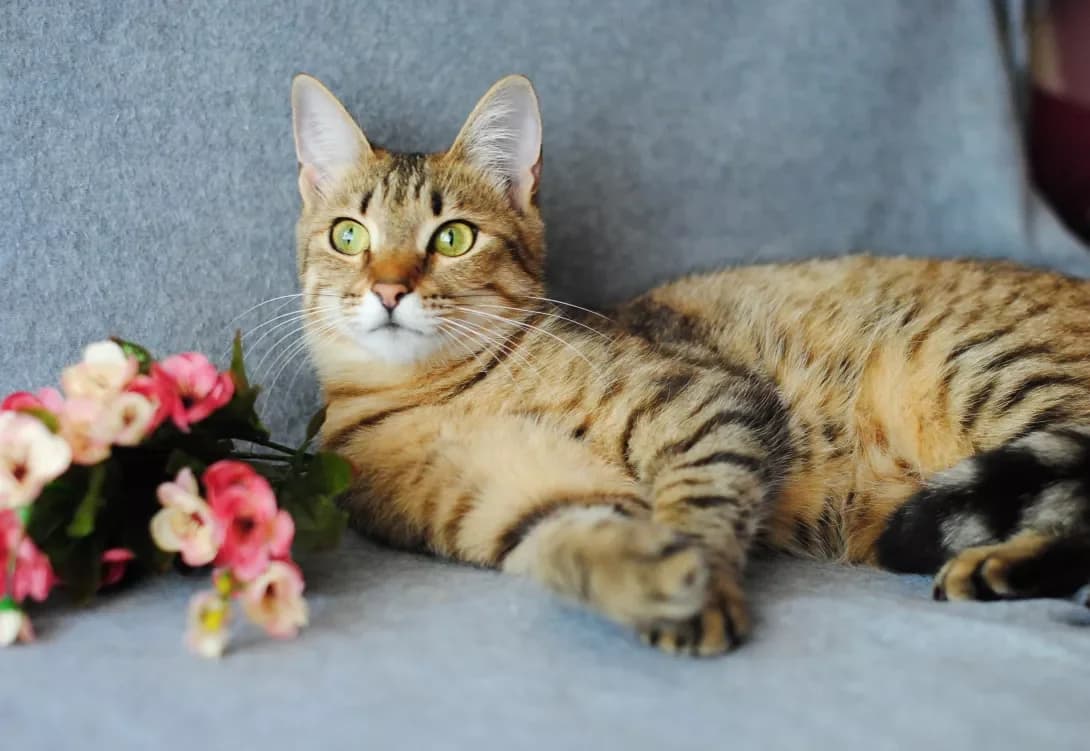 Evelina (Евеліна), female 3yo Mixed Breed for adoption at Happy Paw Kyiv