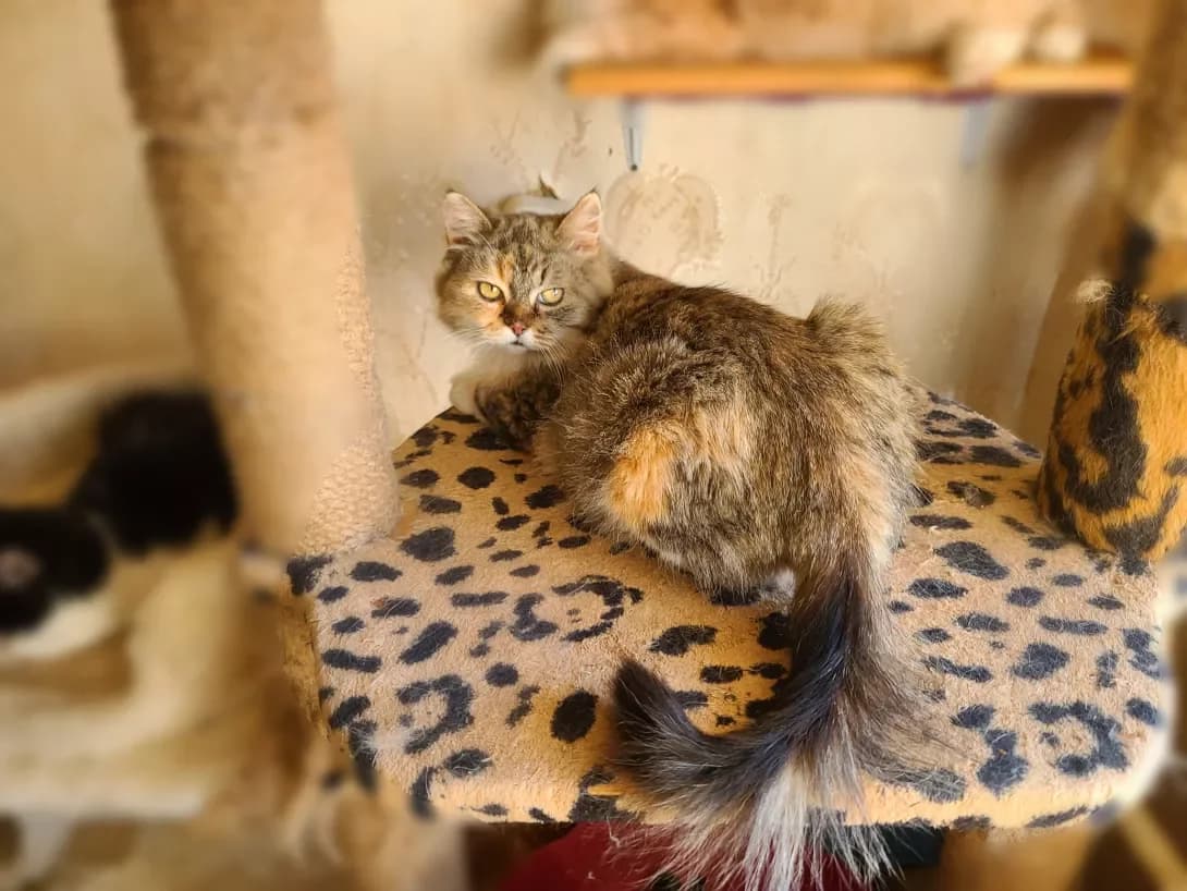 Barbi (Барби), female 3yo Mixed Breed for adoption at Happy Paw Kyiv