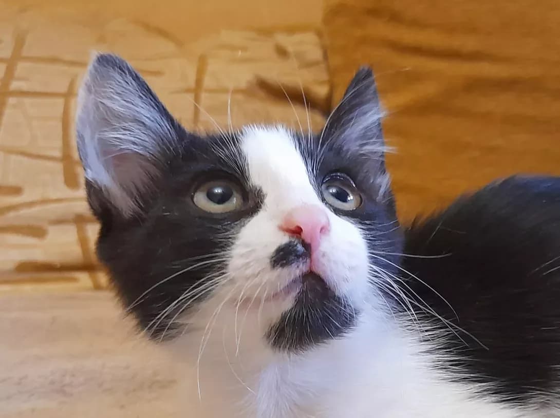 Nyusya (Нюся), female young Mixed Breed for adoption at Happy Paw Kyiv