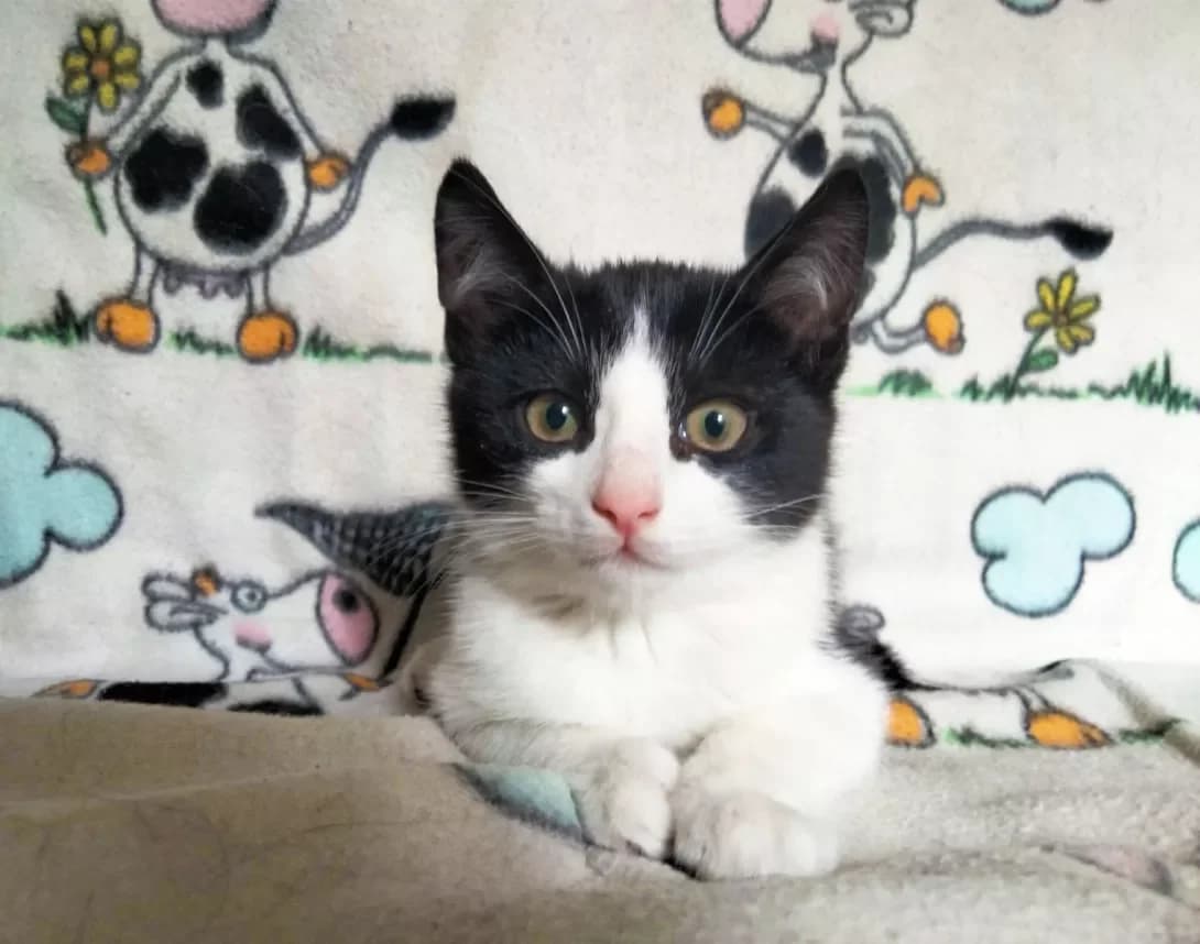 Lora (Лора), female 3yo Mixed Breed for adoption at Happy Paw Kyiv