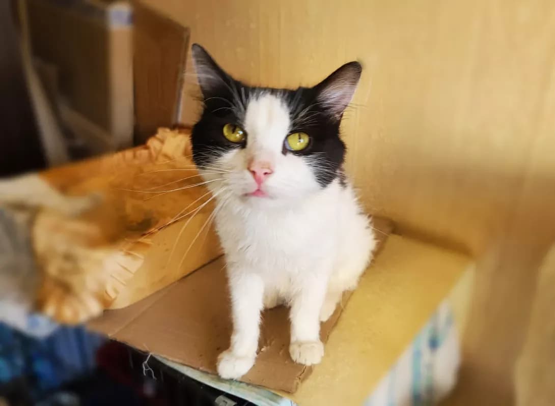 Polkovnik (Полковник), male 3yo Mixed Breed for adoption at Happy Paw Kyiv