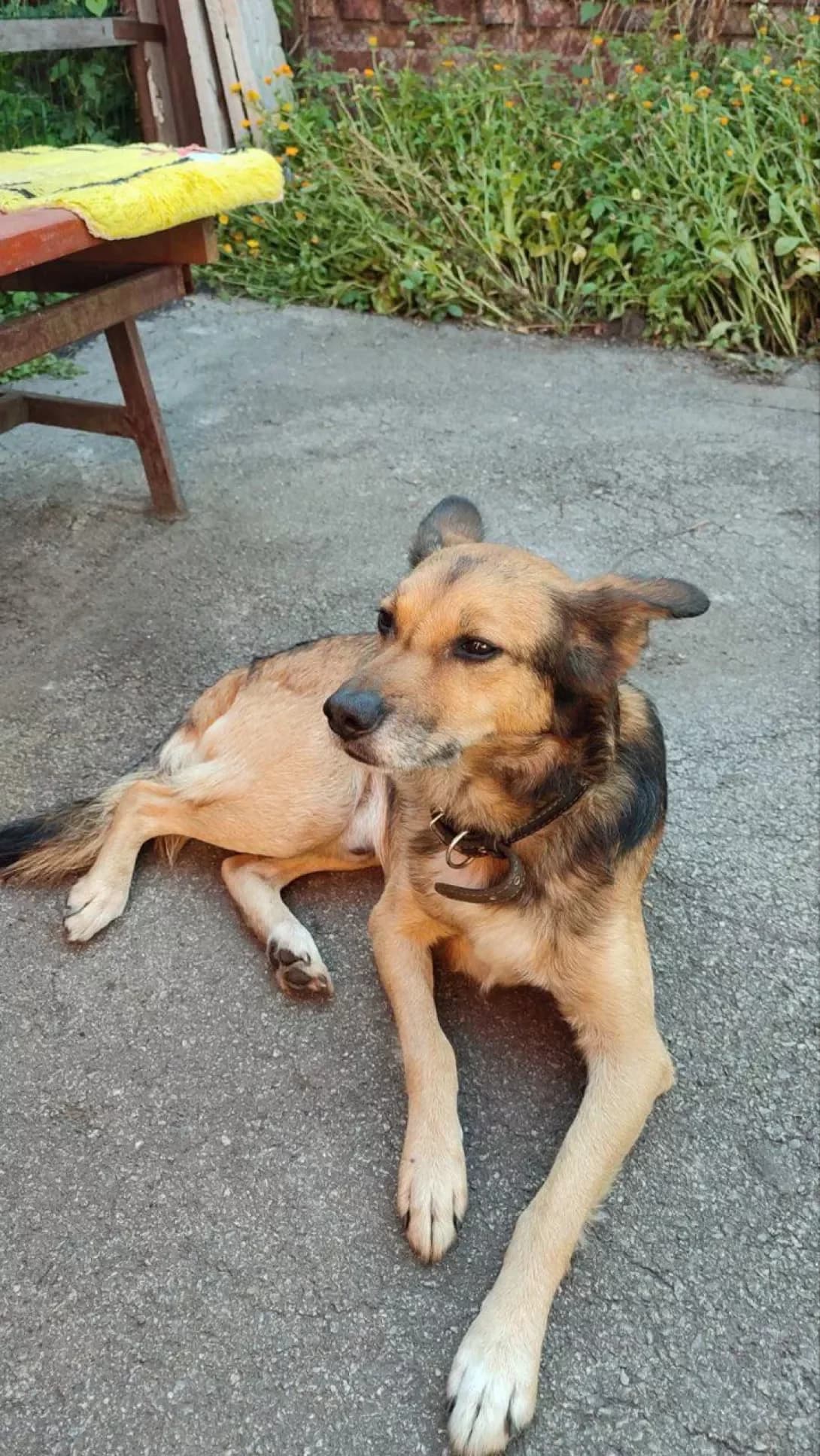 Lakki (Лаккі), male senior Mixed Breed for adoption at Happy Paw Kharkiv