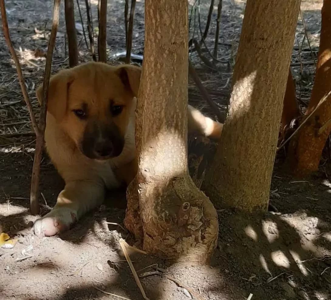 Lapunya (Лапуня), female young Mixed Breed for adoption at Happy Paw Odesa