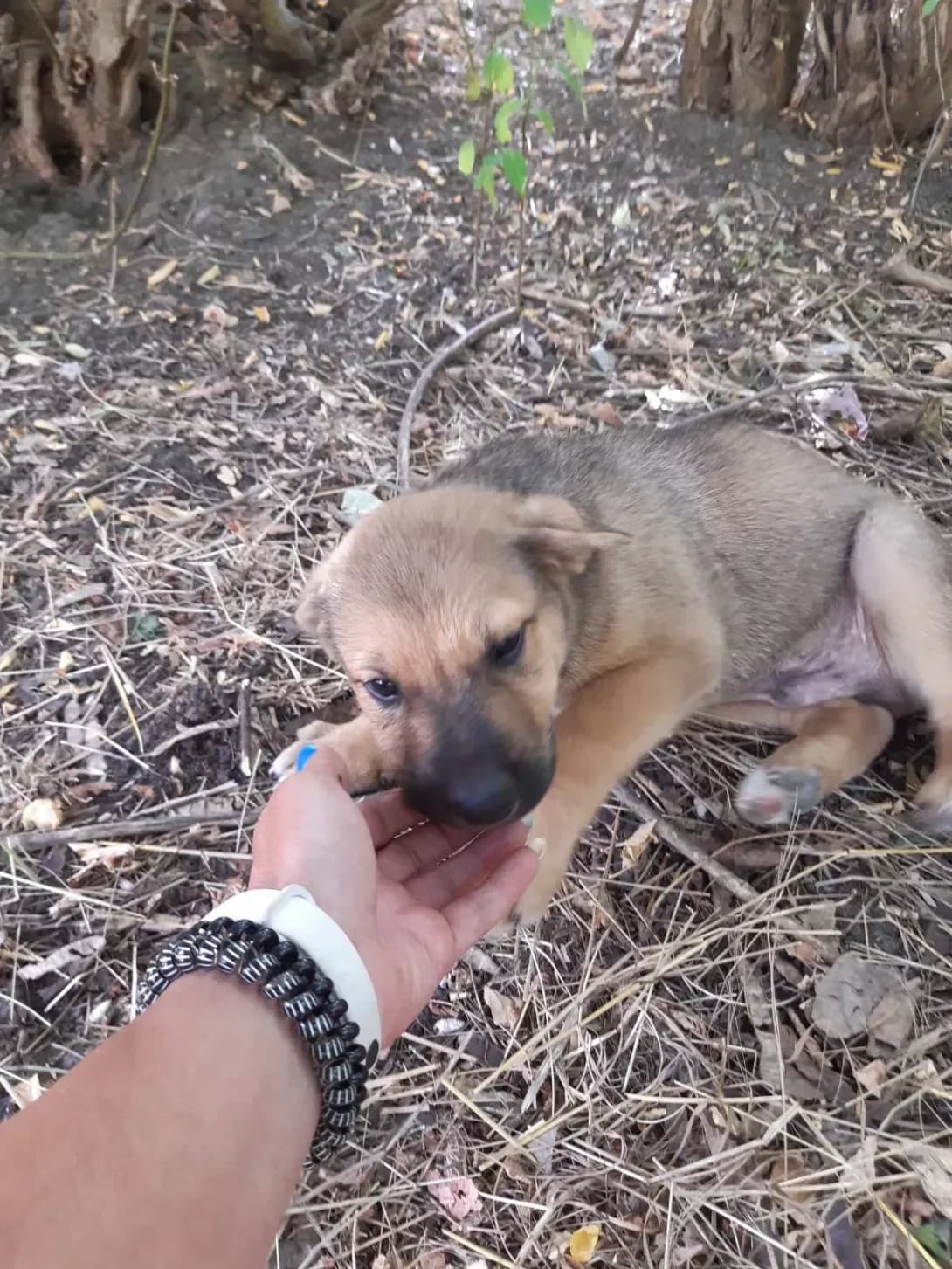 Kabanos (Кабанос), male young Mixed Breed for adoption at Happy Paw Odesa