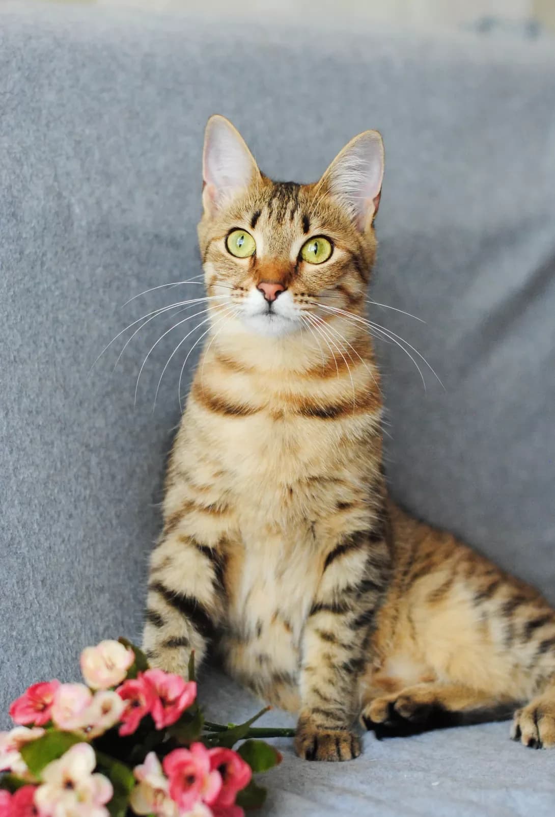 Evelina (Евеліна), female 4yo Mixed Breed for adoption at Happy Paw Kyiv
