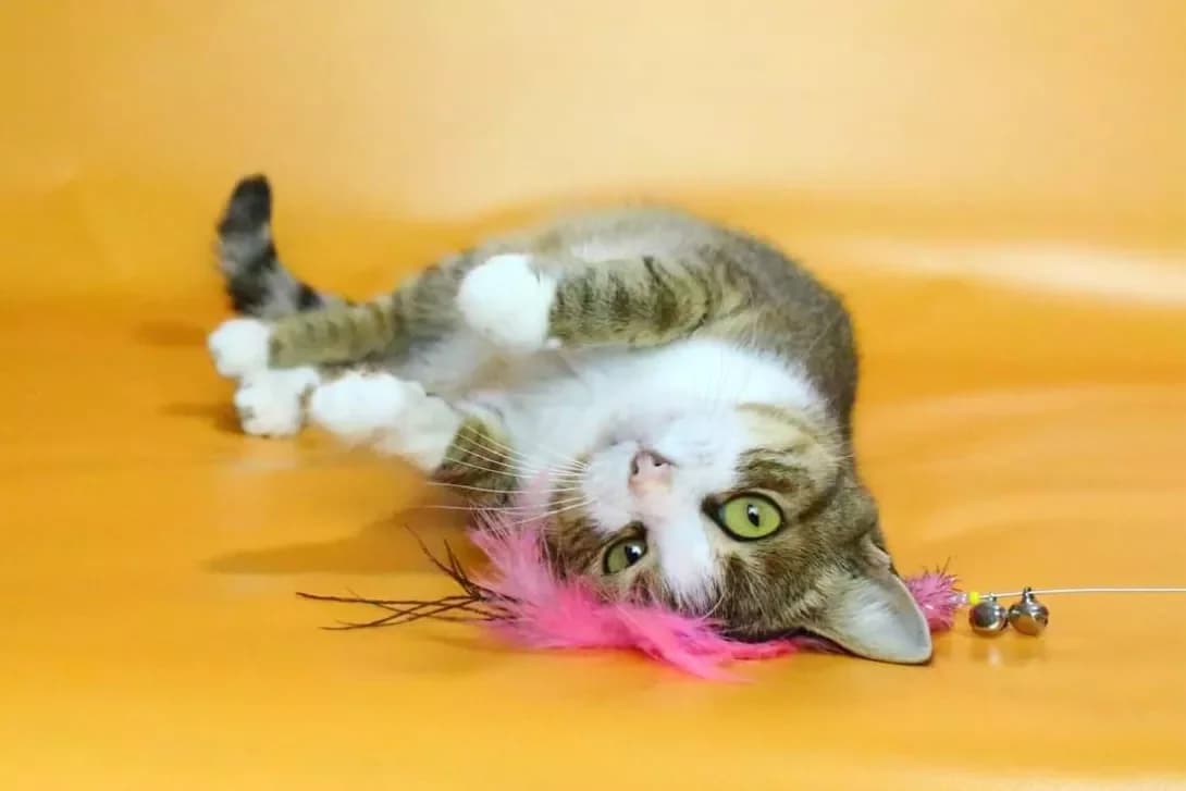 Kitti (Кітті), female 4yo Mixed Breed for adoption at Happy Paw Kyiv