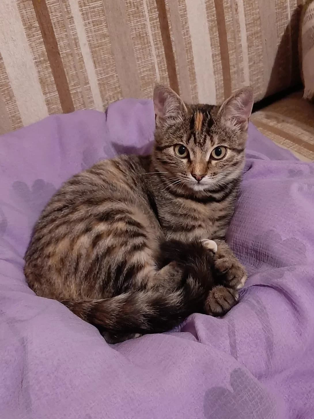 Plyusha (Плюша), female 3yo Mixed Breed for adoption at Happy Paw Kyiv