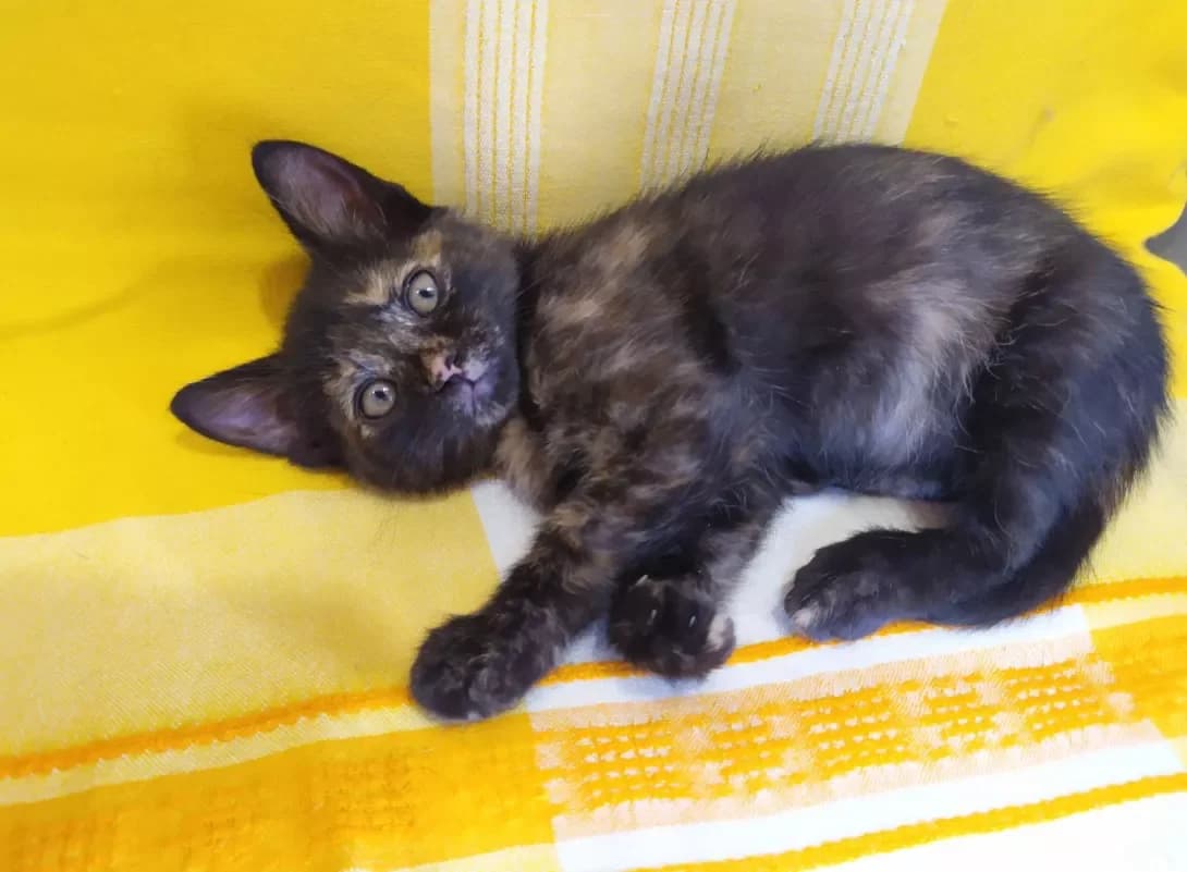 Asya (Ася), female young Mixed Breed for adoption at Happy Paw Kyiv