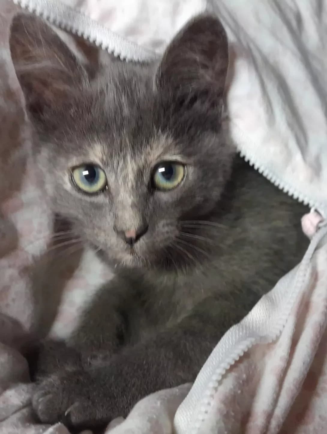 Meri (Мэри), female young Mixed Breed for adoption at Happy Paw Kyiv