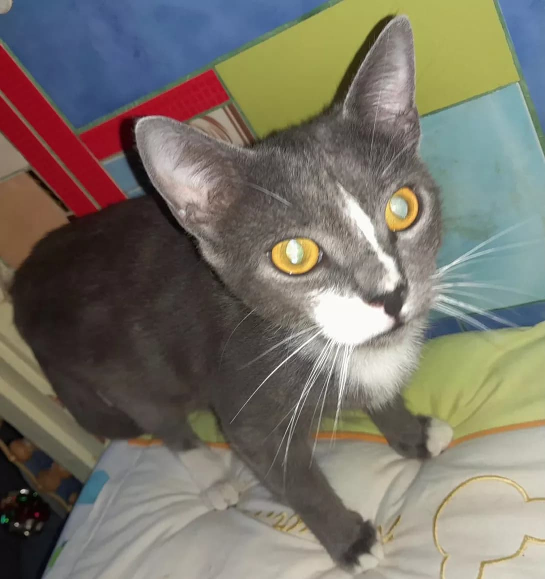 Silva (Сильва), female 3yo Mixed Breed for adoption at Happy Paw Kyiv