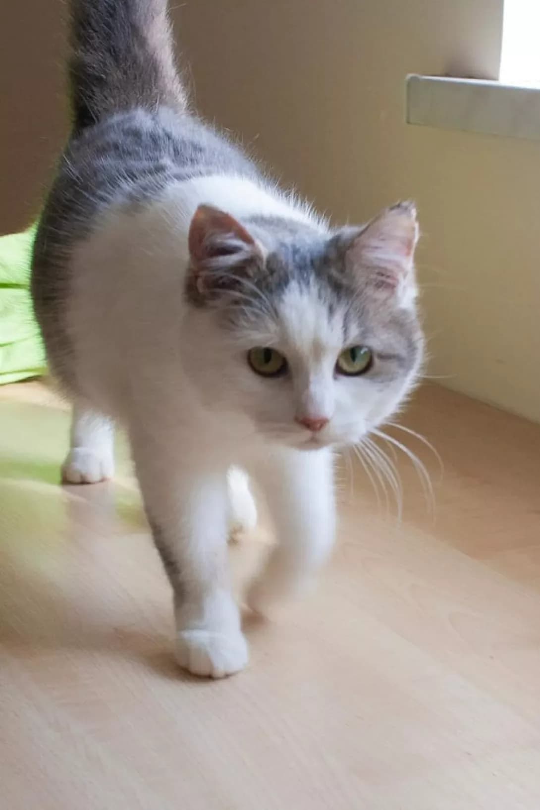 Ponochka (Поночка), female 3yo Mixed Breed for adoption at Happy Paw Kyiv