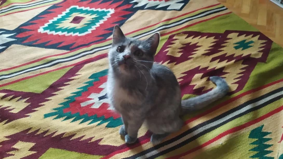 Kuzya (Кузя), female 4yo Mixed Breed for adoption at Happy Paw Kyiv
