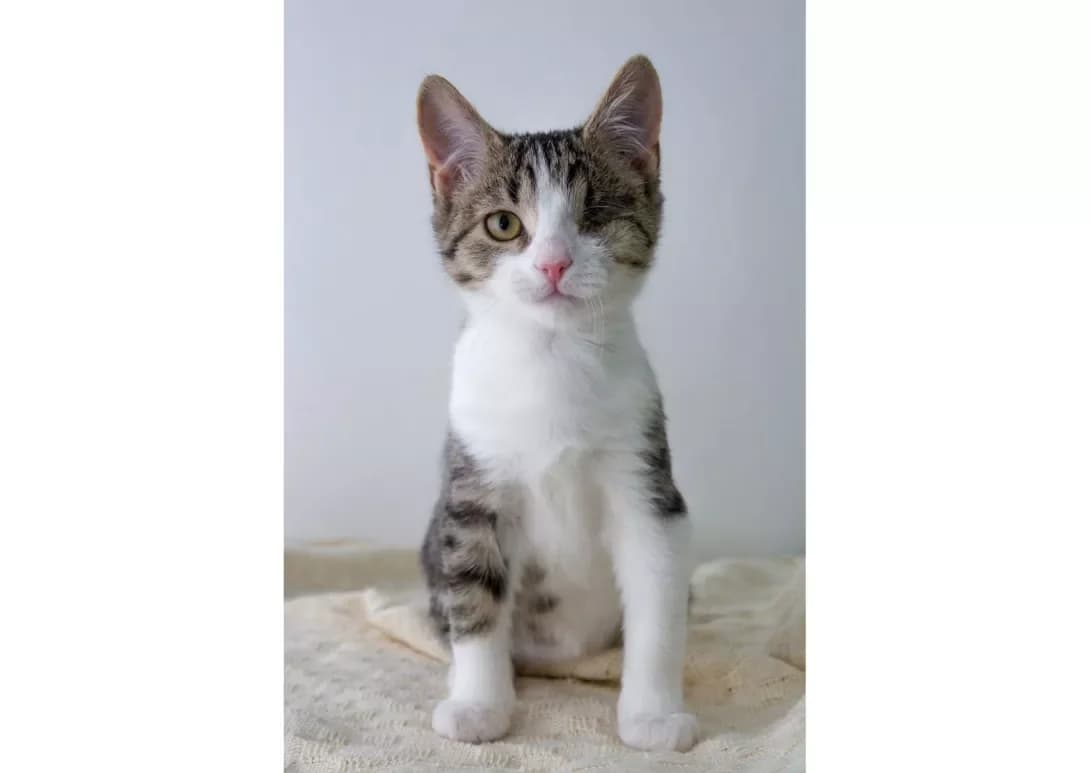 Manyunya (Манюня), female young Mixed Breed for adoption at Happy Paw Kyiv