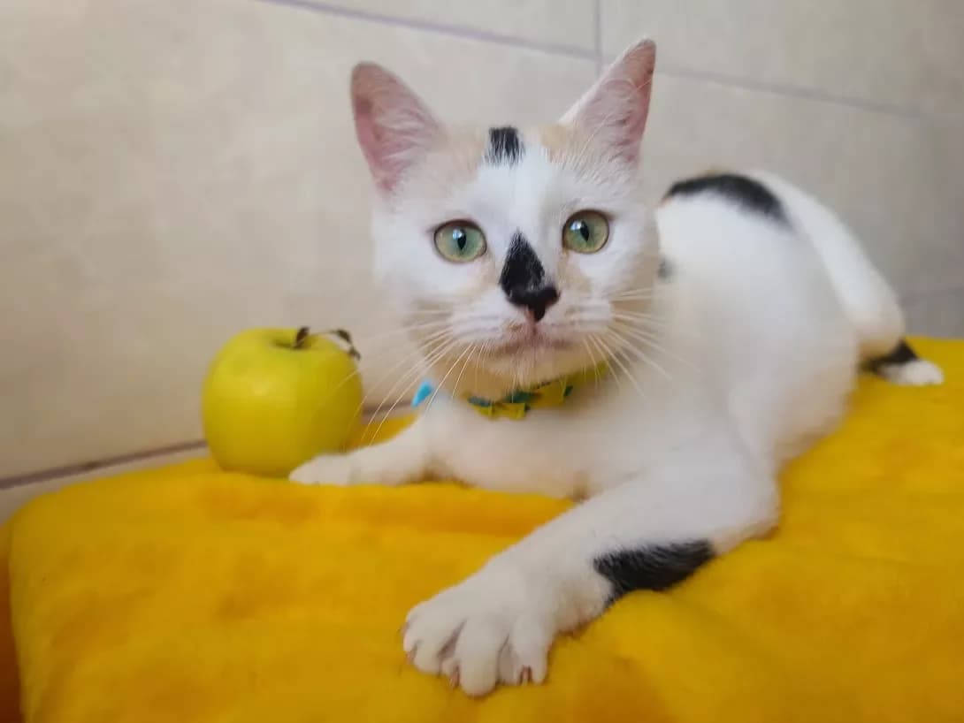 Stella (Стелла), female 3yo Mixed Breed for adoption at Happy Paw Kyiv