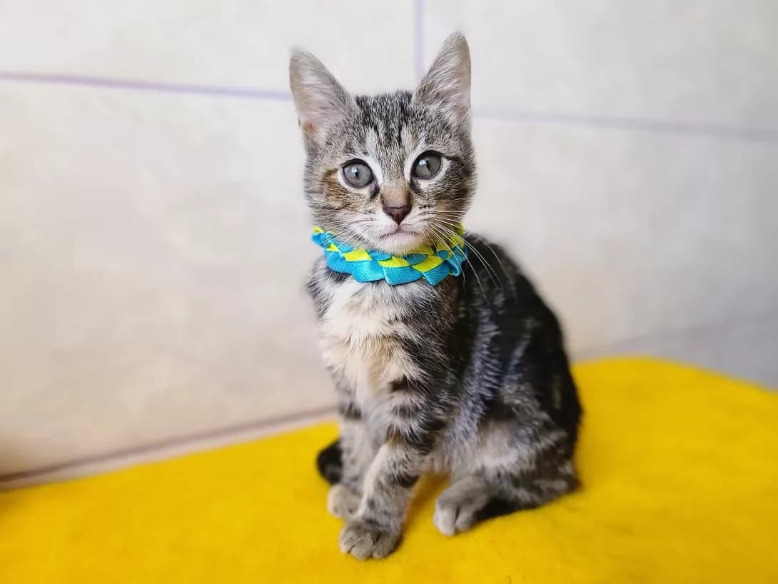 Leyla (Лейла), female young Mixed Breed for adoption at Happy Paw Kyiv