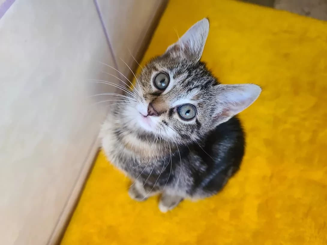Mavka (Мавка), female young Mixed Breed for adoption at Happy Paw Kyiv