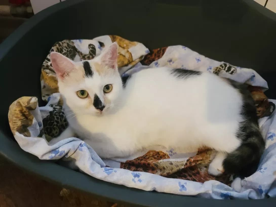 Tosya (Тося), female 3yo Mixed Breed for adoption at Happy Paw Kyiv