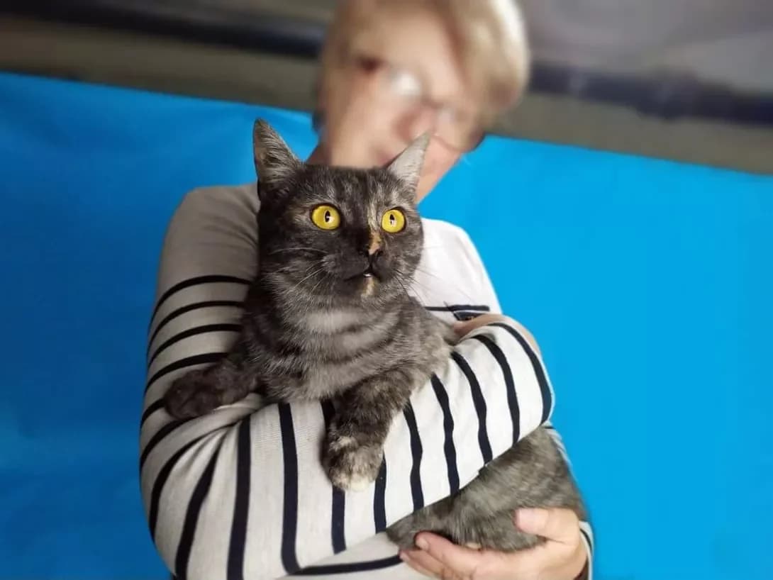 Karolina (Кароліна), female 3yo Scottish Fold for adoption at Happy Paw Kyiv
