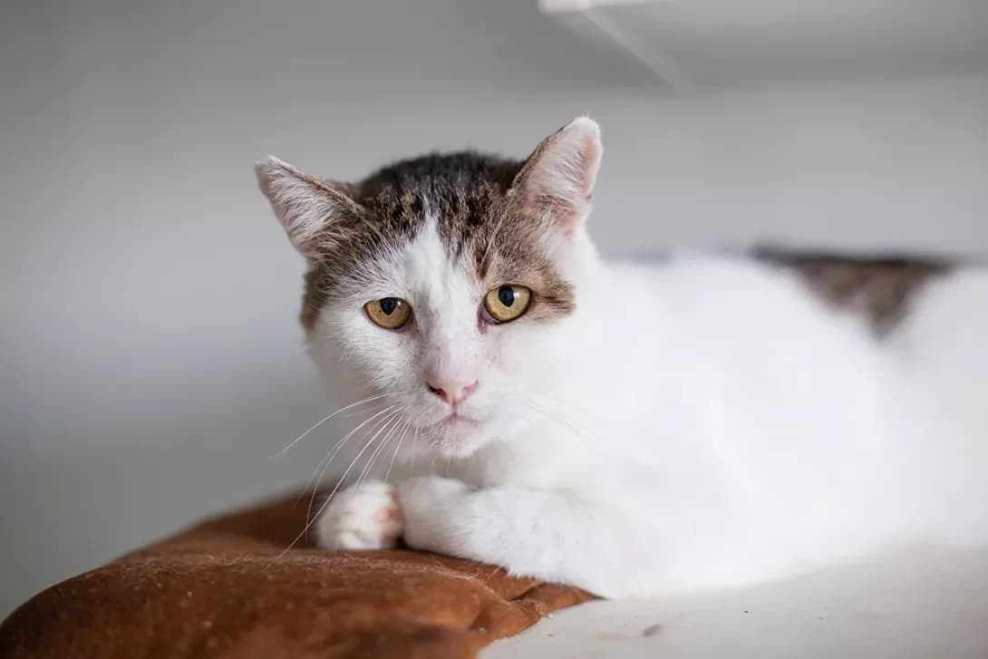 Barsik (Барсік), male 7yo Mixed Breed for adoption at Happy Paw Kyiv