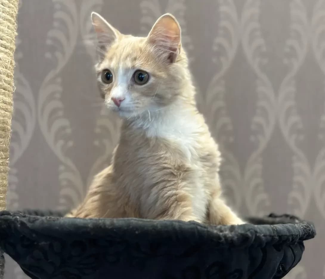 Lakki (Лаккі), male young Mixed Breed for adoption at Happy Paw Kyiv