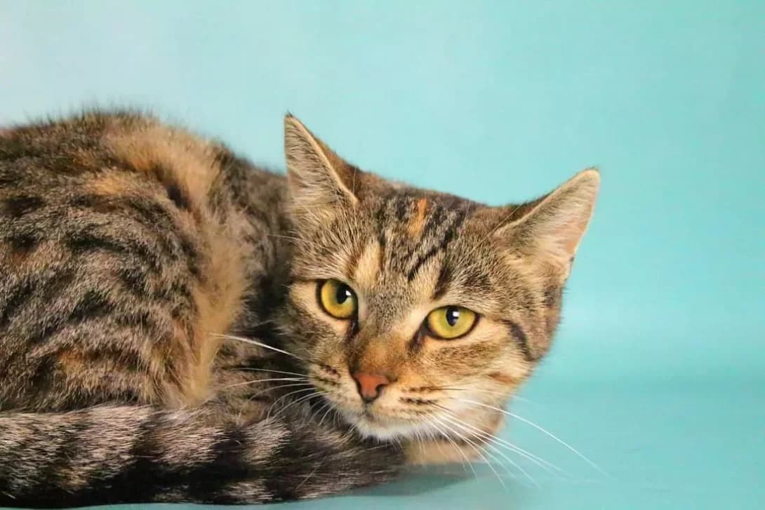 Natalka (Наталка), female 3yo Mixed Breed for adoption at Happy Paw Kyiv
