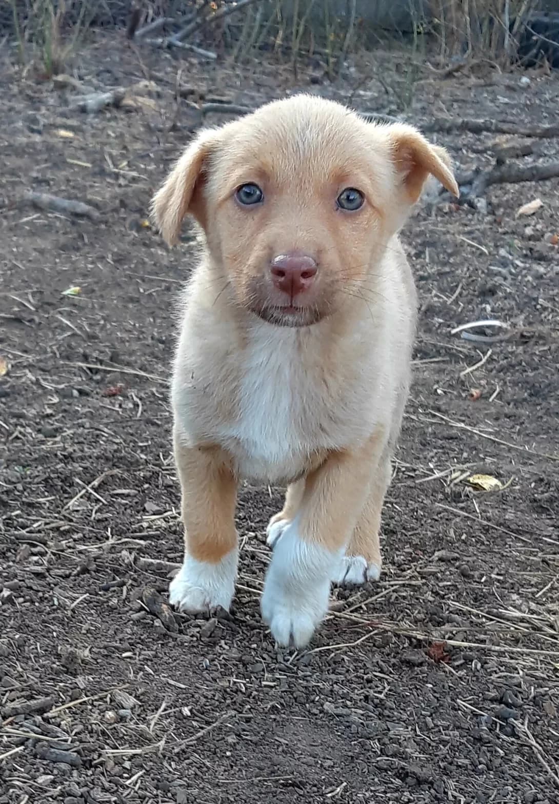 Sonechko (Сонечко), female young Mixed Breed for adoption at Happy Paw Odesa