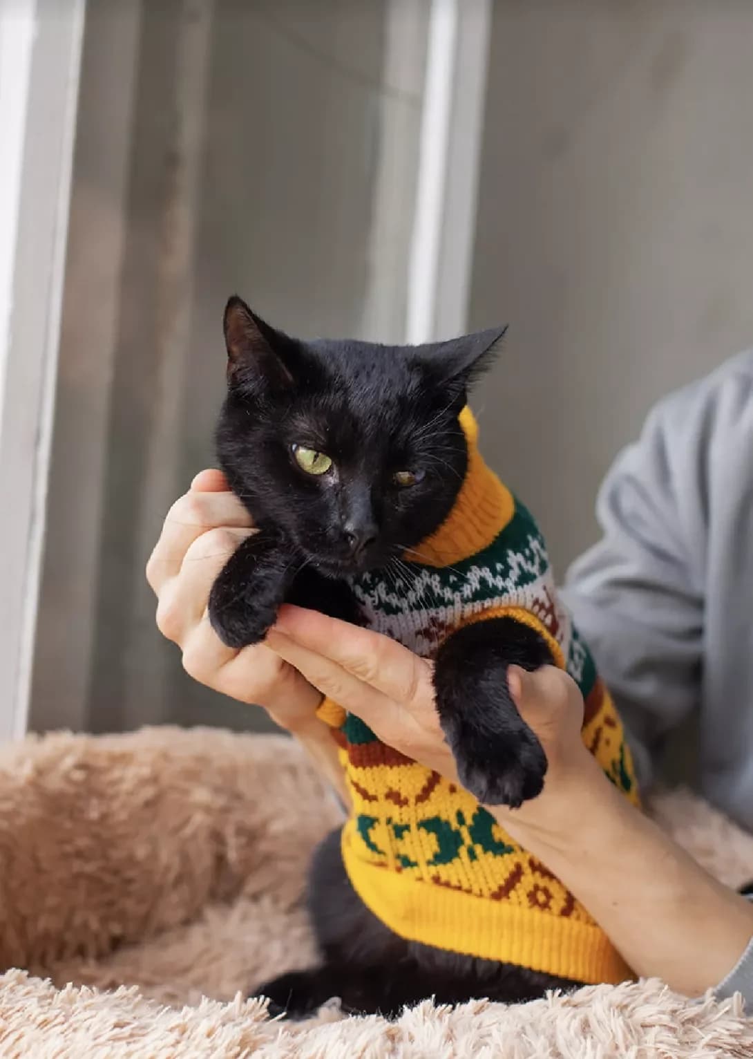 Maks (Макс), male 3yo Mixed Breed for adoption at Happy Paw Kyiv