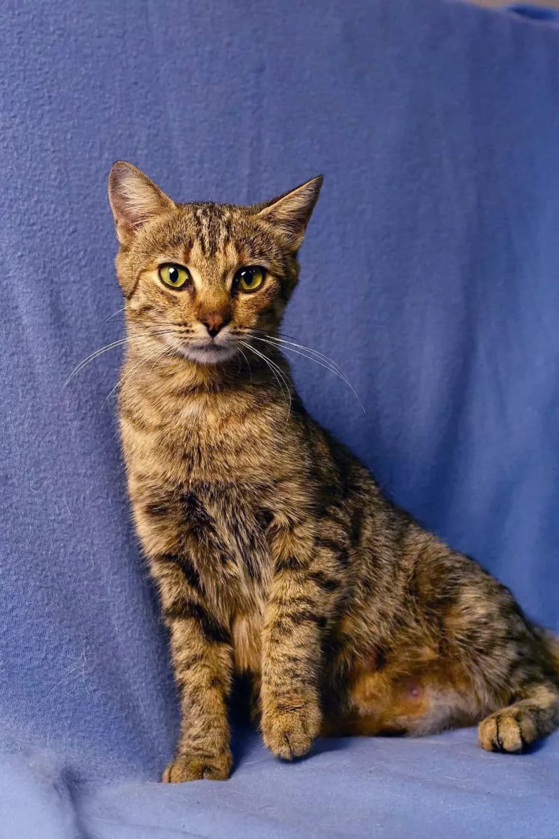 Zhasmina (Жасмина), female 3yo Mixed Breed for adoption at Happy Paw Kyiv
