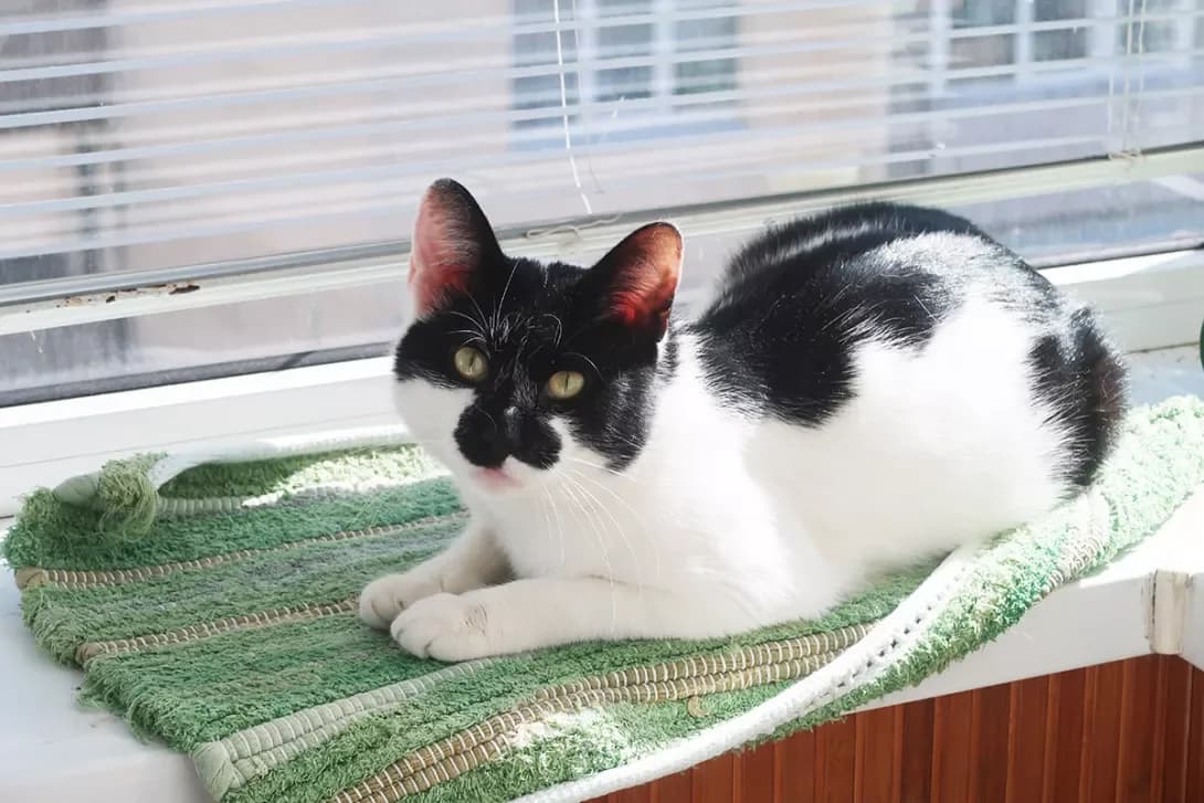 Arlekis (Арлекіс), male 5yo Mixed Breed for adoption at Happy Paw Kyiv
