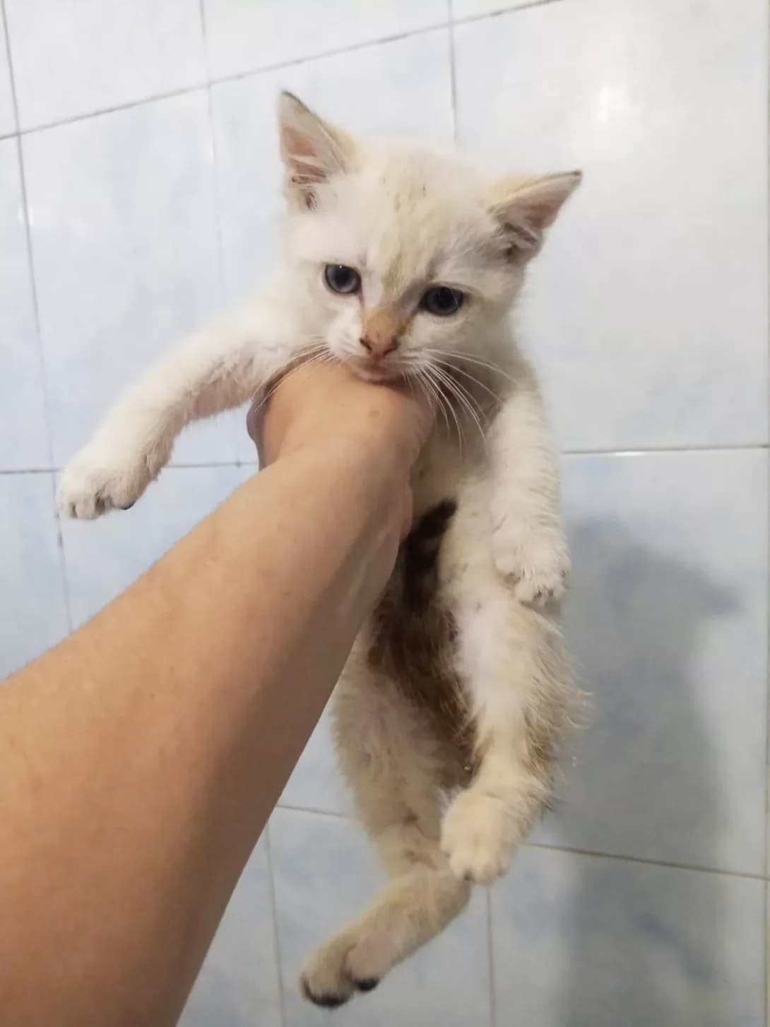 Kremsik (Кремсик), male young Mixed Breed for adoption at Happy Paw Kyiv