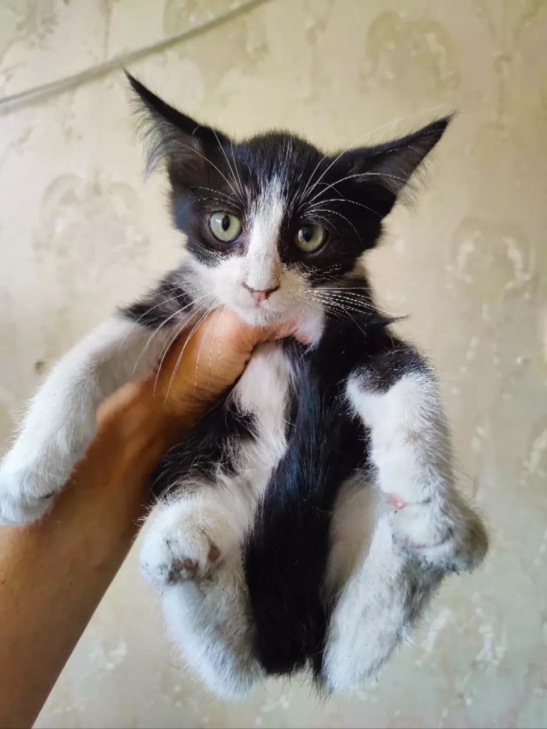 Mayk (Майк), male young Mixed Breed for adoption at Happy Paw Kyiv