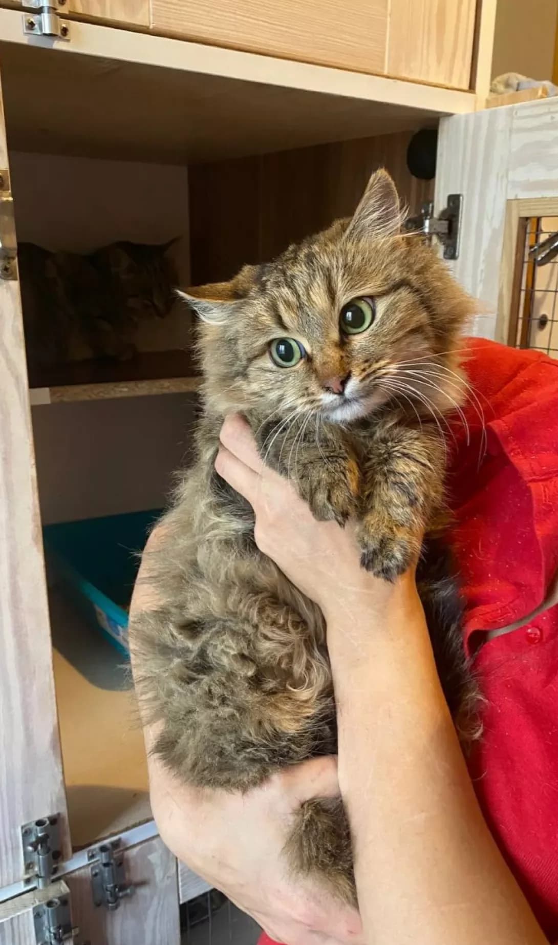 Kitsyunya (Кицюня), female 3yo Mixed Breed for adoption at Happy Paw Kyiv