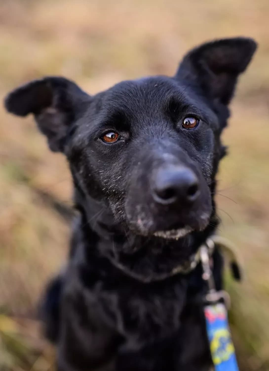 Kord (Корд), male 4yo Mixed Breed for adoption at Happy Paw Kyiv