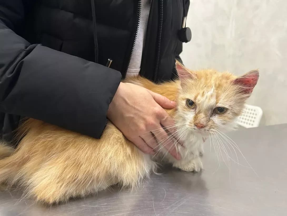 Persik (Персик), female 5yo Mixed Breed for adoption at Happy Paw Kyiv