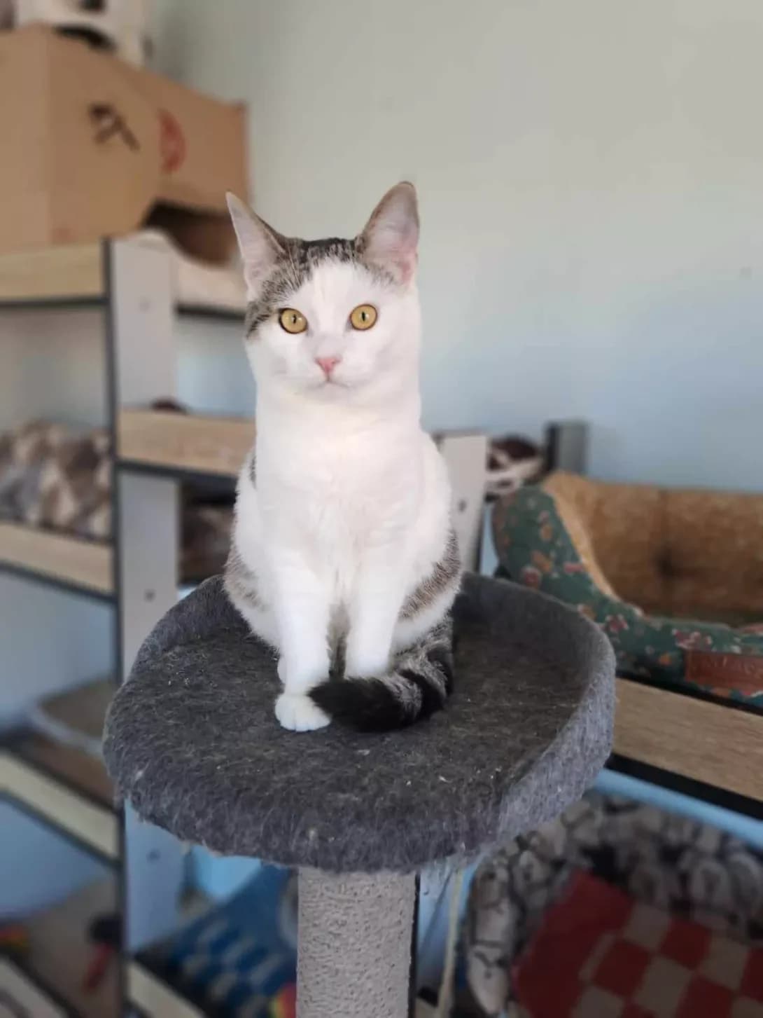 Kayra (Кайра), female 6yo Mixed Breed for adoption at Happy Paw Kyiv