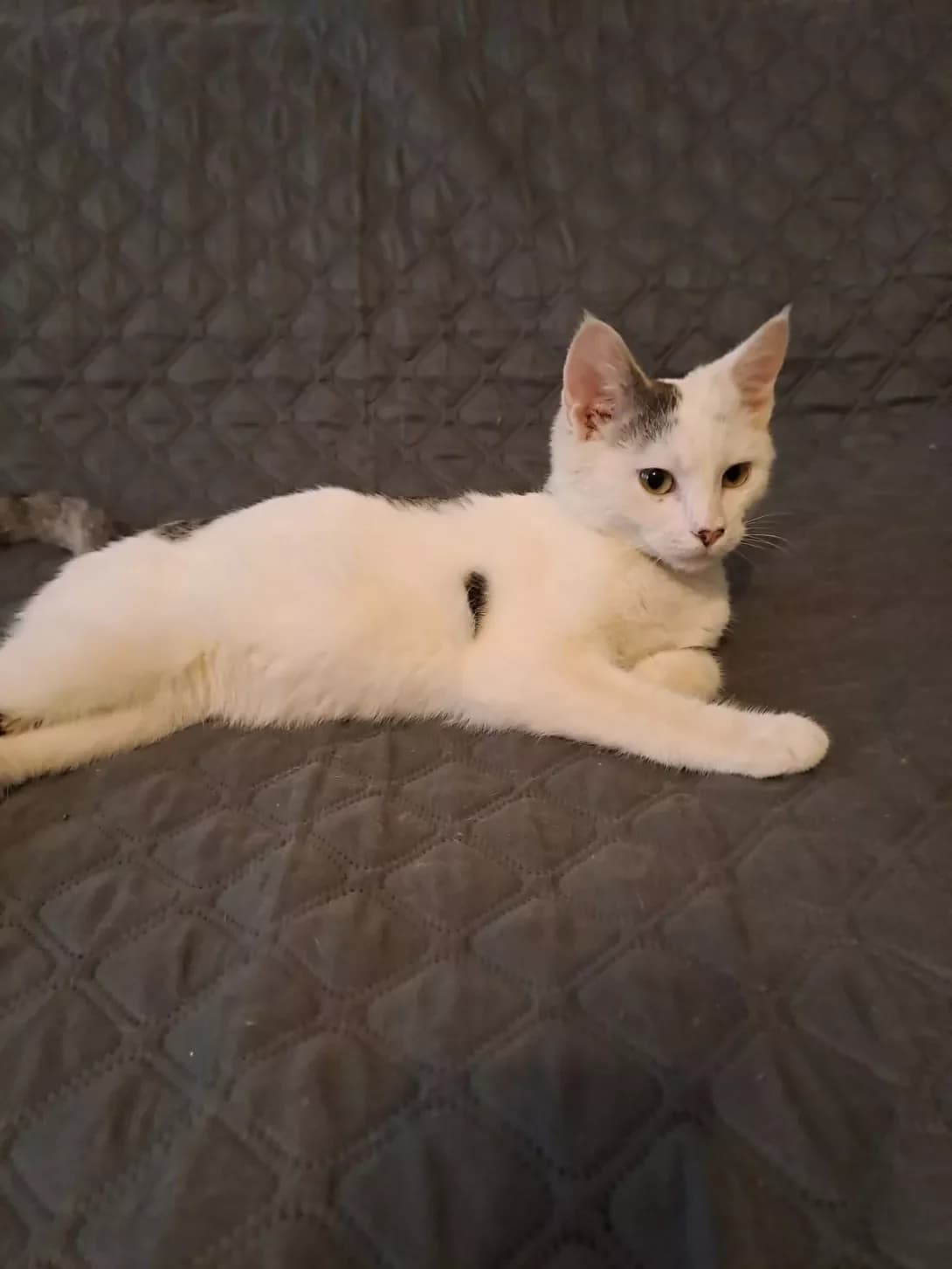 Kris (Кріс), male young Mixed Breed for adoption at Happy Paw Kyiv
