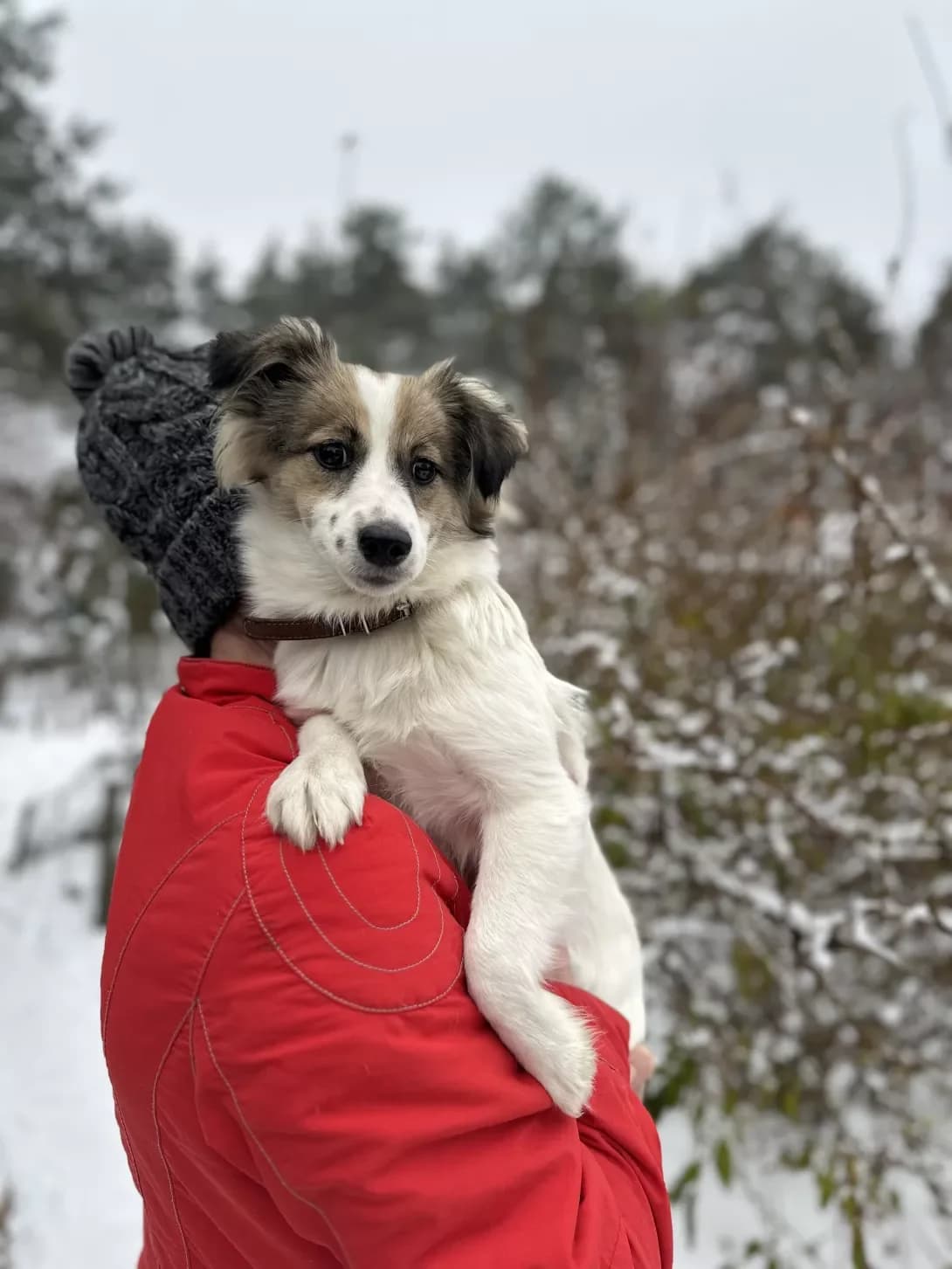 Malenka sobachka (Маленька собачка), female 3yo Mixed Breed for adoption at Happy Paw Kyiv